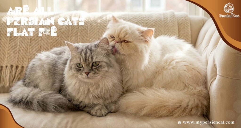 Are All Persian Cats Flat Face? Amazing Facts
