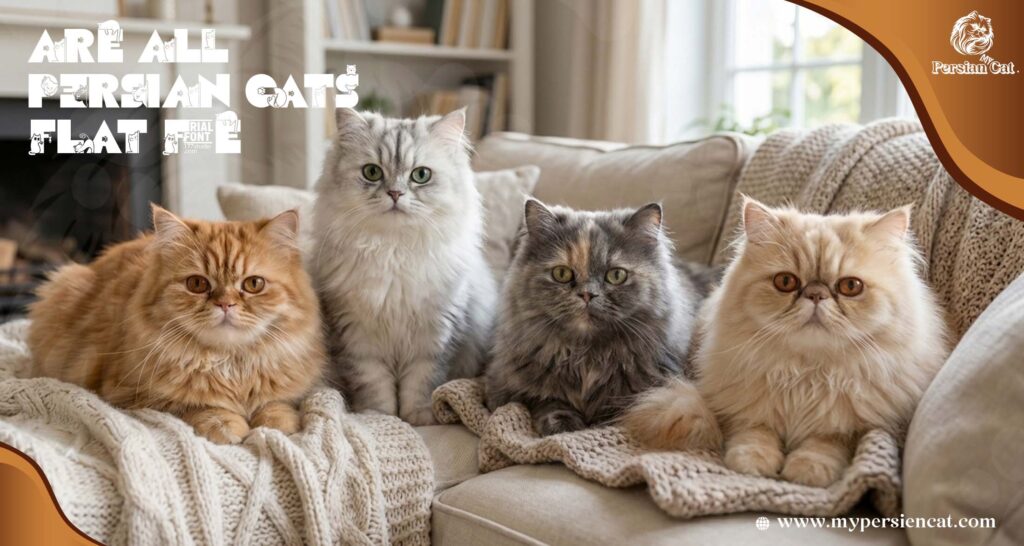 Are All Persian Cats Flat Face? Amazing Facts
