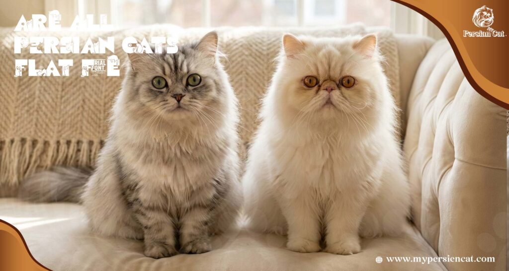 Are All Persian Cats Flat Face? Amazing Facts
