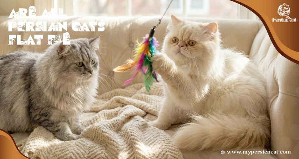 Are All Persian Cats Flat Face? Amazing Facts
