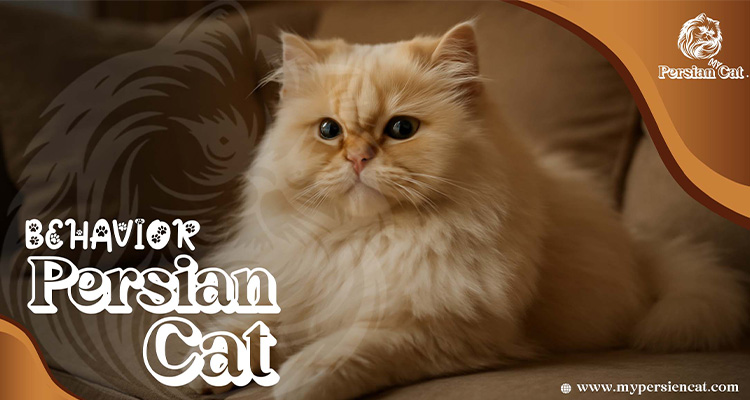 Persian Cat Behavior