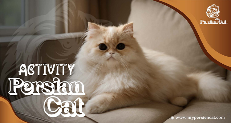 Persian Cat Activity