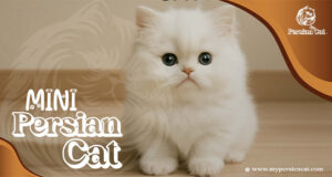 Mini Persian Cat: Beautiful, Rare, And Loved