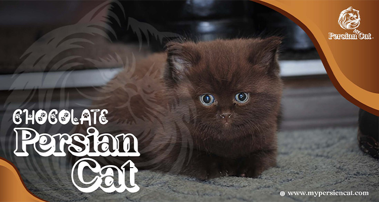 Chocolate Persian Cat: Exciting Truths You’ll Love