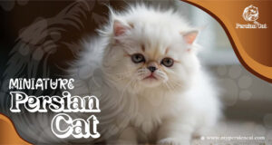 Miniature Persian Cat: Stunning Facts Revealed Now