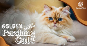 Golden Doll Face Persian Cat: Irresistibly Beautiful & Unique