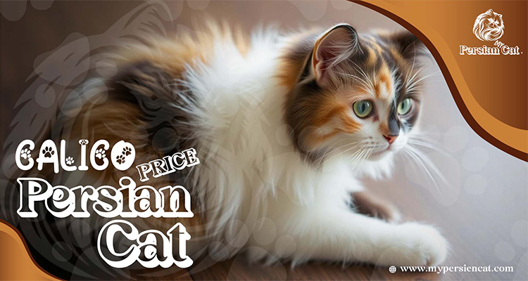 Calico Persian Cat Price: Eye-Opening Surprise Here
