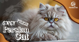 Grey Persian Cat Price Revealed In Unique Offer