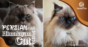 Persian and Himalayan Cat Rescue: Feel the Love