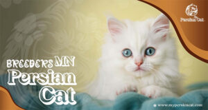 Persian Cat Breeders MN – Love at First Sight
