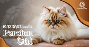 Persian Cat Massachusetts – Irresistibly Beautiful Pets