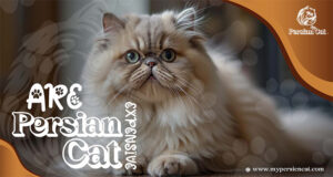Are Persian Cats Expensive
