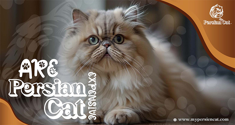 Are Persian Cats Expensive