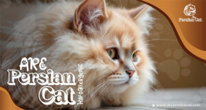 Are Persian Cats Hypoallergenic? Proven Facts You Need