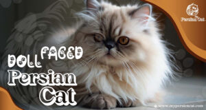 Doll Faced Persian Cat