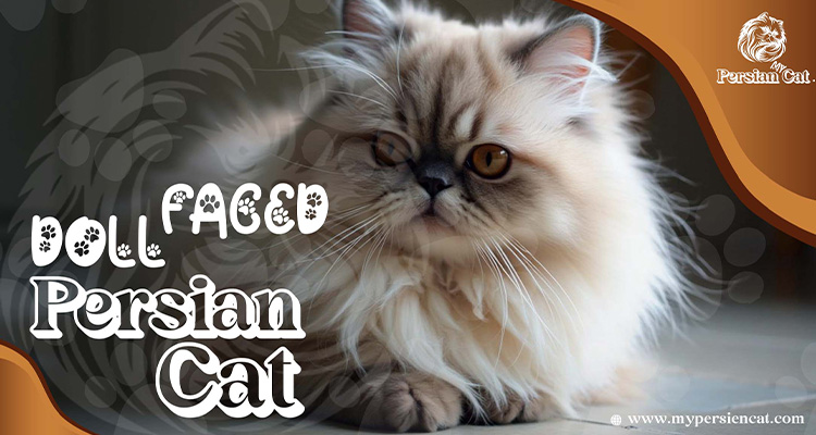 Doll Faced Persian Cat
