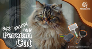 Best Brush for Persian Cat: Powerful, Happy Fur Fix
