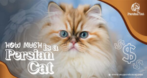 How Much Is a Persian Cat? Remarkably Affordable
