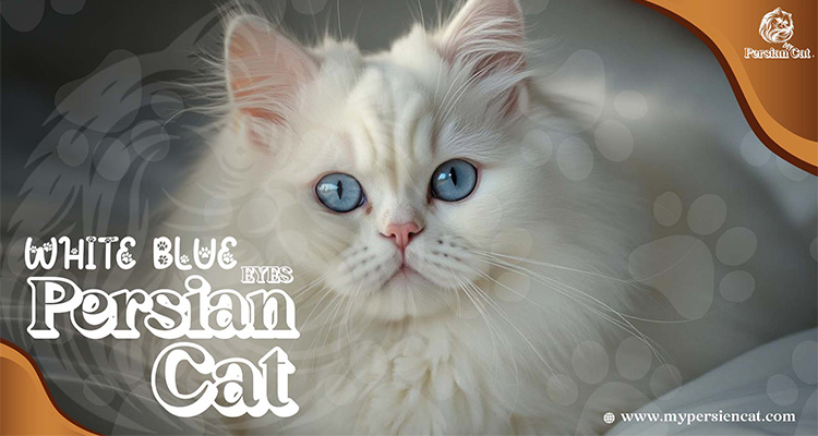 Persian Cat White Blue Eyes