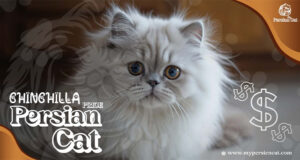 Chinchilla Persian Cat Price: The Remarkable Truth