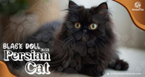 Black Doll Face Persian Cat