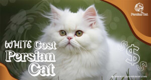 White Persian Cat Cost