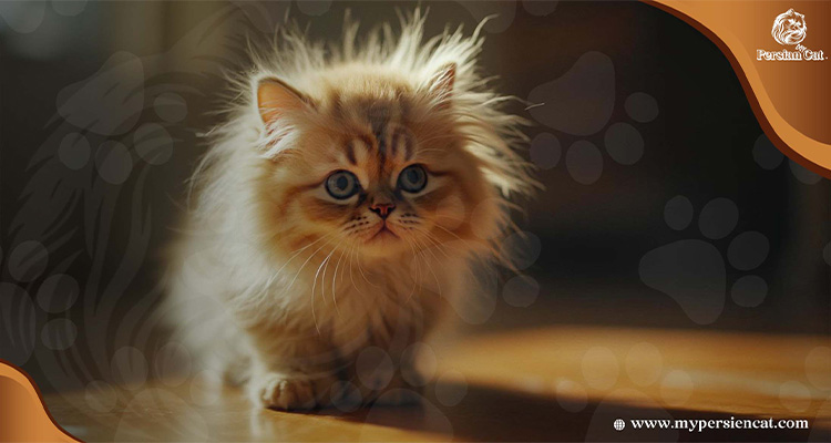 Persian Cat Smushed Face: Hidden Love Guide