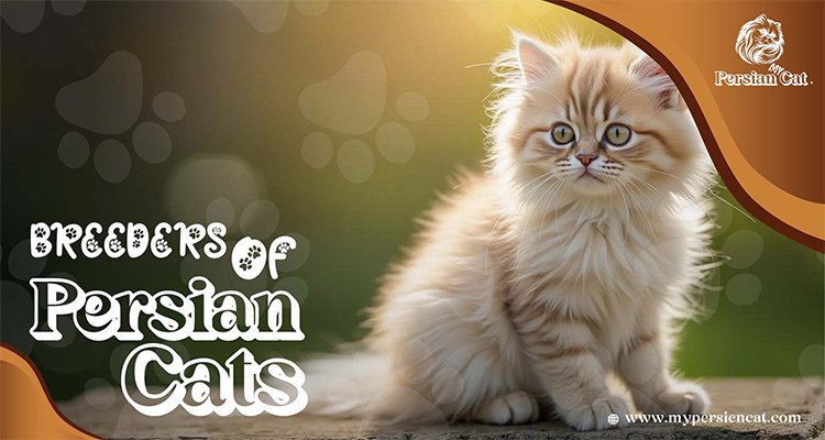 Breeders of Persian Cats