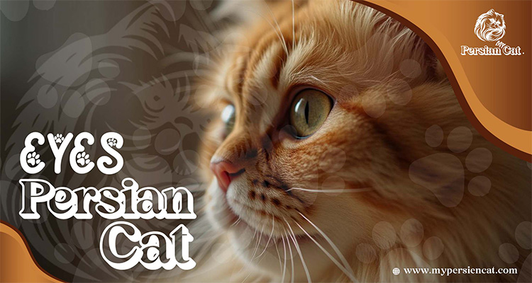 Persian Cat Eyes