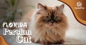 Persian Cat Florida Exclusive Jaw-Dropping Offer Now