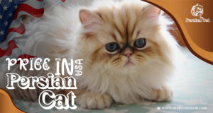 Persian Cat Price in USA: Surprising Facts You Need
