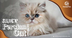 Silver Persian Cat Breeders You Need to See