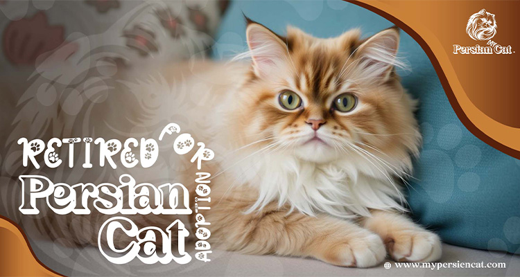 Retired Persian Cats for Adoption: Grab This Rare Gift