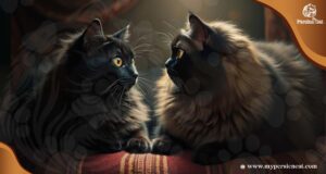 Black and Brown Persian Cats