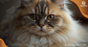 Persian Cat Eye Stain Remover