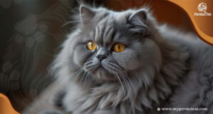 Grey Persian Cat With Yellow Eyes: Secrets of the