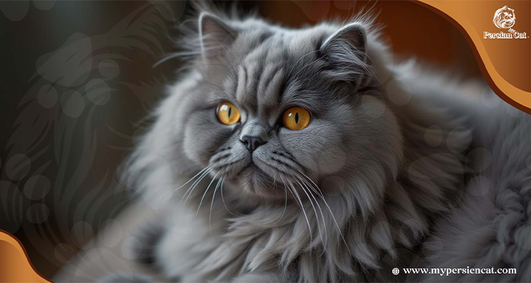Grey Persian Cat With Yellow Eyes: Secrets of the
