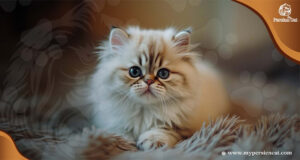 Persian Cat Breeders Wisconsin