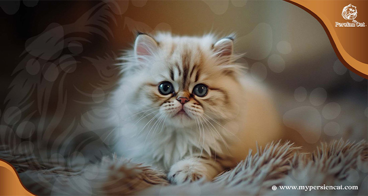 Persian Cat Breeders Wisconsin