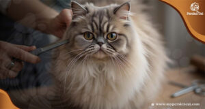 Can I Cut My Persian Cat’s Hair