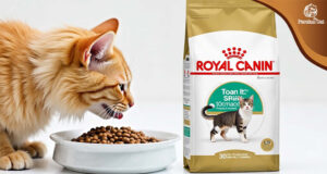 Royal Canin Cat Food Review: Powerful & Honest Take