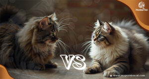 Persian Cat vs Maine Coon
