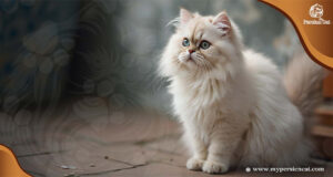 Types Of Persian Cat Faces: Stunning To Know