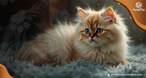 Persian Cat Breeders in Illinois: Amazing Now