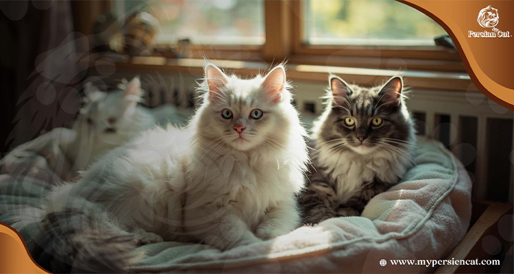 Persian Cat Rescue Amazing Tips That Empower You