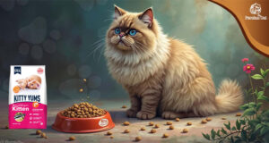 Kitty Yums Persian Dry Cat Food: My Honest Review