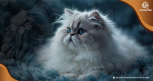Grey and White Persian Cat: Insider Tips You’ll Love