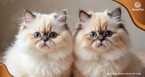 Why Do Persian Cats Have Flat Faces? A Clear Guide