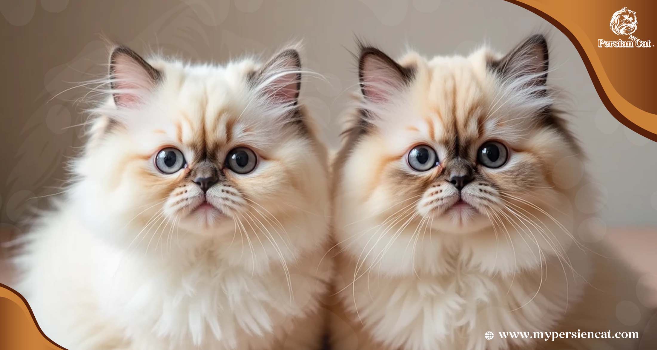 Why Do Persian Cats Have Flat Faces? A Clear Guide