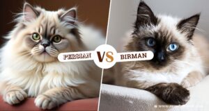 Birman vs Persian Cat: My Honest Take After Years of Cat Care